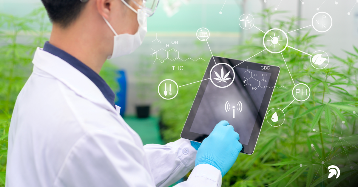 IoT Automation in Cannabis Industry